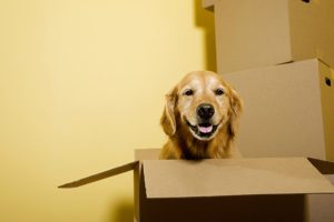 How to Make Moving Easier on Your Pets